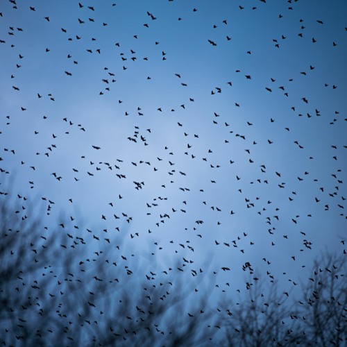Starling Murmuration Dawn Lift-Off