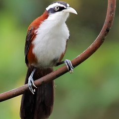 Burung Kopi-kopi Bernyanyi