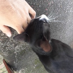 calmando estres - Embriagado de Rap