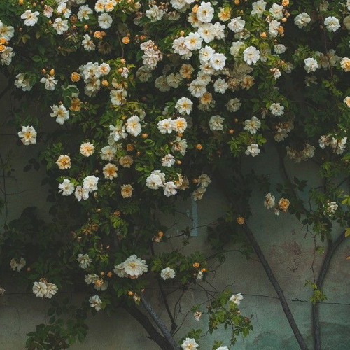 دعاء ل فلسطين "