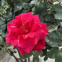 Padre Dios,Tu Eres El Manantial-Himno 32-Father God ,Thou Art the Source Of Life-Hymn 1081-🌷🌱☘️🌺