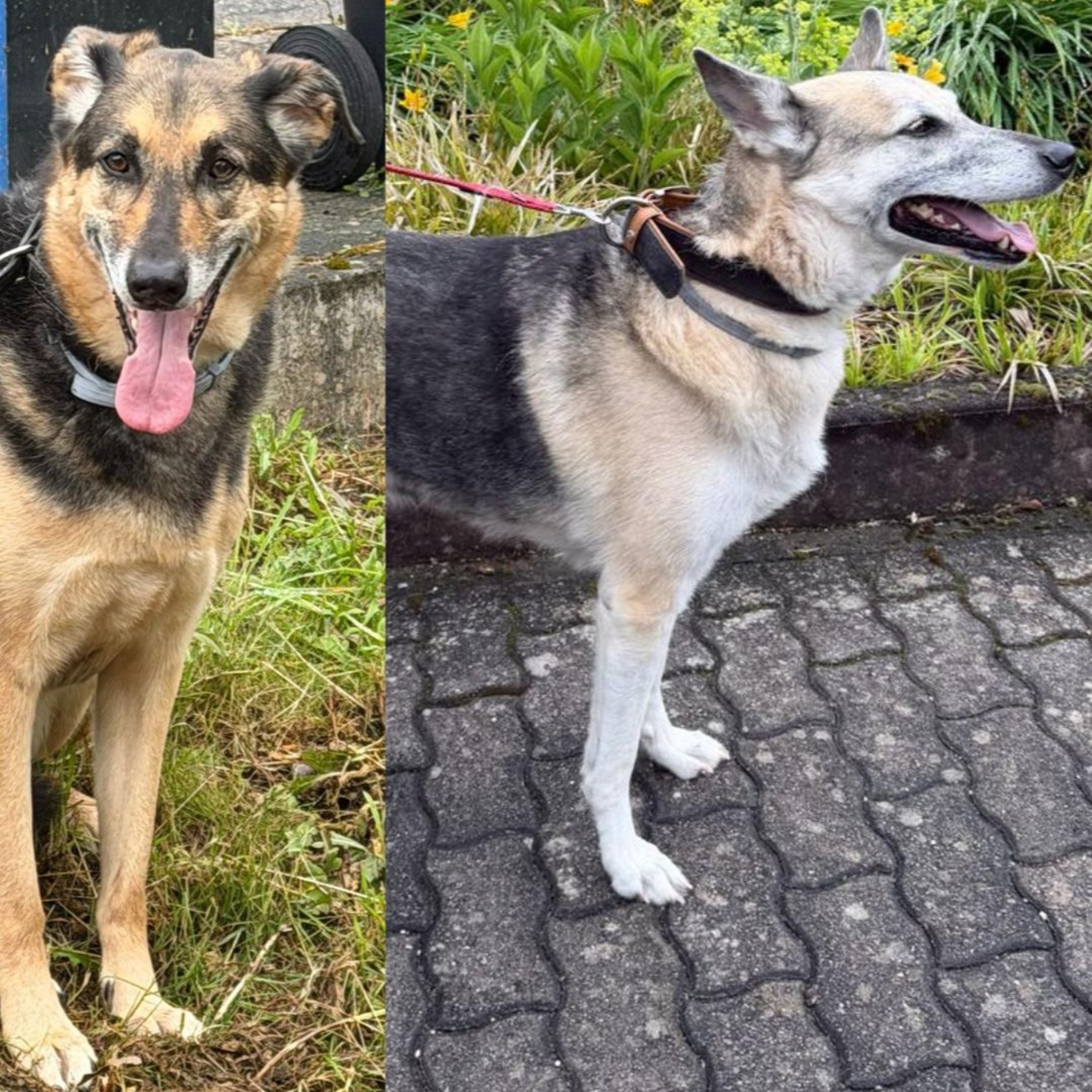 Körbchen gesucht vom 05.08.2026 - Hunde Luna & Leo episode artwork