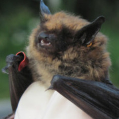 ***FREE DL****BATS