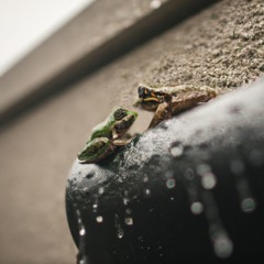 through the downspout