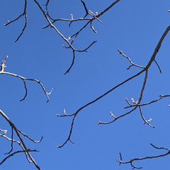 fools gold/casuarina jam