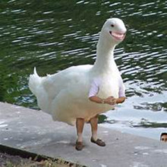theres a goose next to me