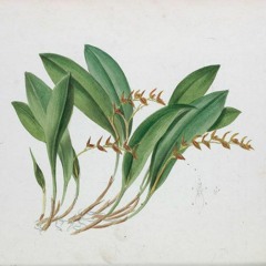 hk_fantaisies_tracks_370