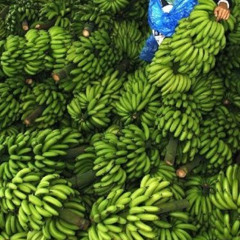 Owlkami - Hoards of Banana