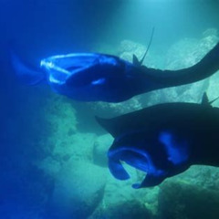 Best Keauhou Manta Ray Night Snorkel In Kailuakona Hi Tours Review