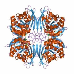 GAPDH Compact Multiple Sequence Alignment - Algorithm IV