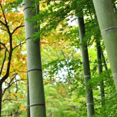 岐阜竹枝