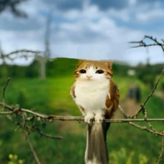 meowl Beat
