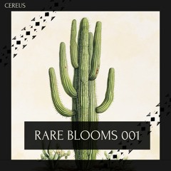 Cereus - Rare Blooms 001