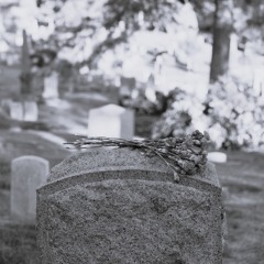 Say Goodbye