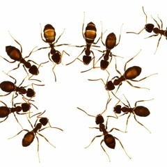 Ant Sessions VOL1 2020 - 05 - 23