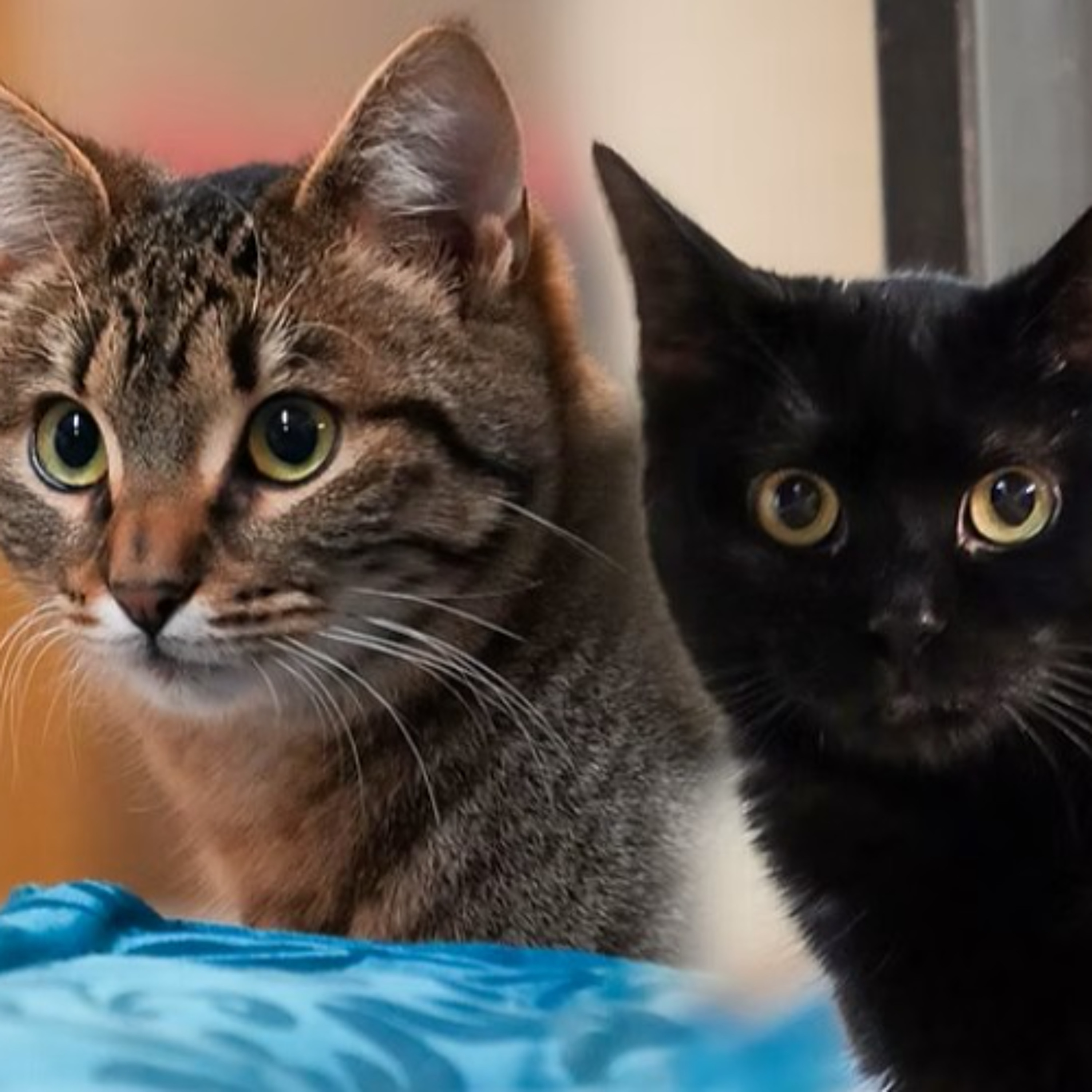 Körbchen gesucht vom 20.05.2026 - Katzen Justus & Nanni episode artwork