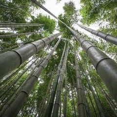 ماهر المعيقلي سورة النبأ مصحف تكرار