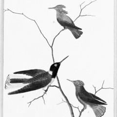 Hummingbirds (Demo)