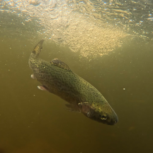 Revolutionizing Local Fisheries with Fish Stocking Ct: A Game-Changer for Community Development