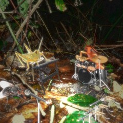 Insect Orchestra