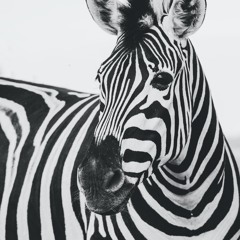 Simplification - Sandfrost