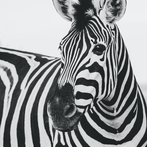 Simplification - Sandfrost