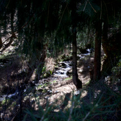 Lost in the Woods