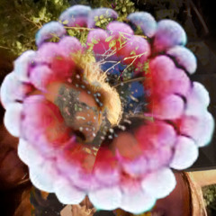 delicate flower