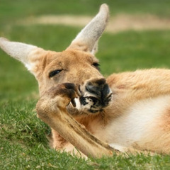 Dingo's and Bilbys #7