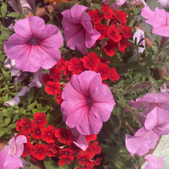 summertime sadness (upstate edit)