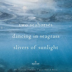 Seahorses Dance (Naviar Haiku 516)