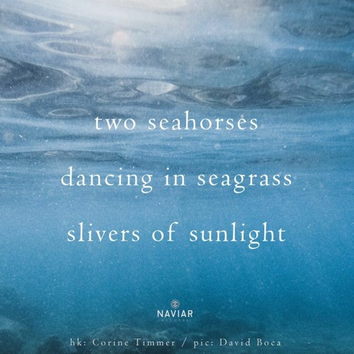 Seahorses Dance (Naviar Haiku 516)