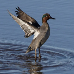 Teal talk