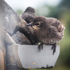 Starlings In The Roof