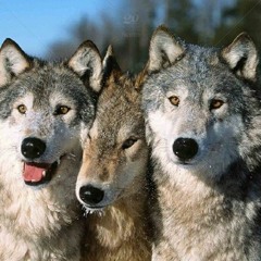 Agosti - Triangles (Daycore)