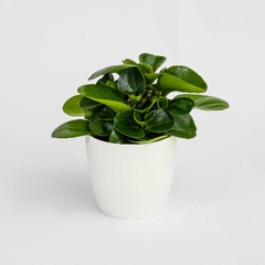 Peperomia