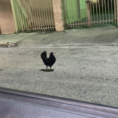 Hot girl summer slowed reverb