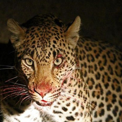 crashoutifihave2 prod. cmemo