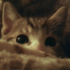 Bye Bye Love (The Everly Brothers) - Koa MM