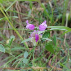 KOCHO RAN - PHALAENOPSIS APHRODITE PIANO TEXT24 05 2022