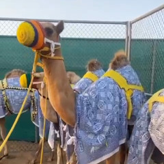 🐪