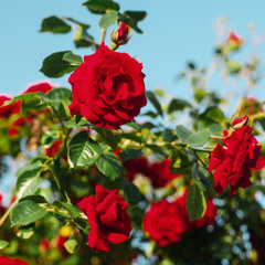 rose (single ver)