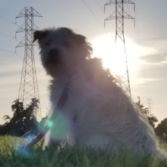 doggy song (mom mix)