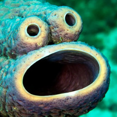 Seahorse in North Fork Lake