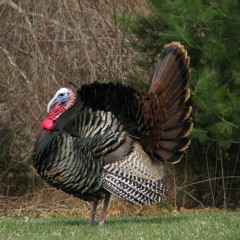 There Are Too Many Turkeys In Staten Island, Ship Them All To My House (Too Many Turkeys Mix)