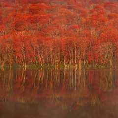 Senescence