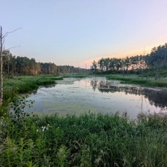 Beaver Hills Ambient 2024-07-07