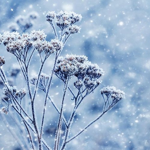 SnowChill(Royalty Free Music)