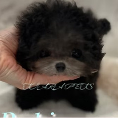 Micro Teacup Poodle Puppies for Sale Georgia | Premium Quality TIARA PETS