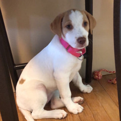 Penny